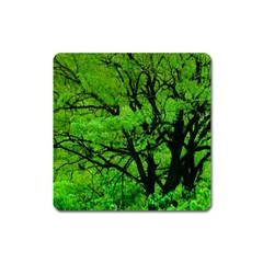 Big Trees, El Leoncito National Park, San Juan, Argentina Square Magnet by dflcprintsclothing