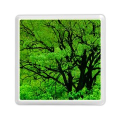 Big Trees, El Leoncito National Park, San Juan, Argentina Memory Card Reader (square) by dflcprintsclothing