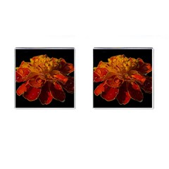 Marigold On Black Cufflinks (square) by MichaelMoriartyPhotography