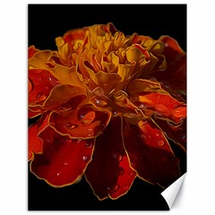 Marigold On Black Canvas 18  X 24  by MichaelMoriartyPhotography