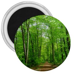 In The Forest The Fullness Of Spring, Green, 3  Magnets by MartinsMysteriousPhotographerShop