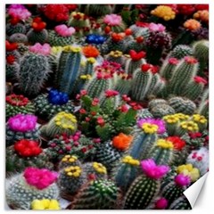 Cactus Canvas 12  X 12  by Sparkle