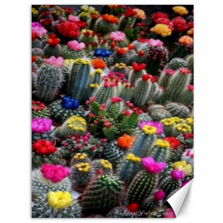 Cactus Canvas 36  x 48 