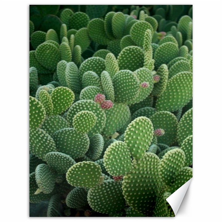 Green Cactus Canvas 12  x 16 