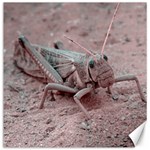 Locust At Ground, Talampaya National Park, La Rioja, Argentina Canvas 12  x 12  11.4 x11.56  Canvas - 1