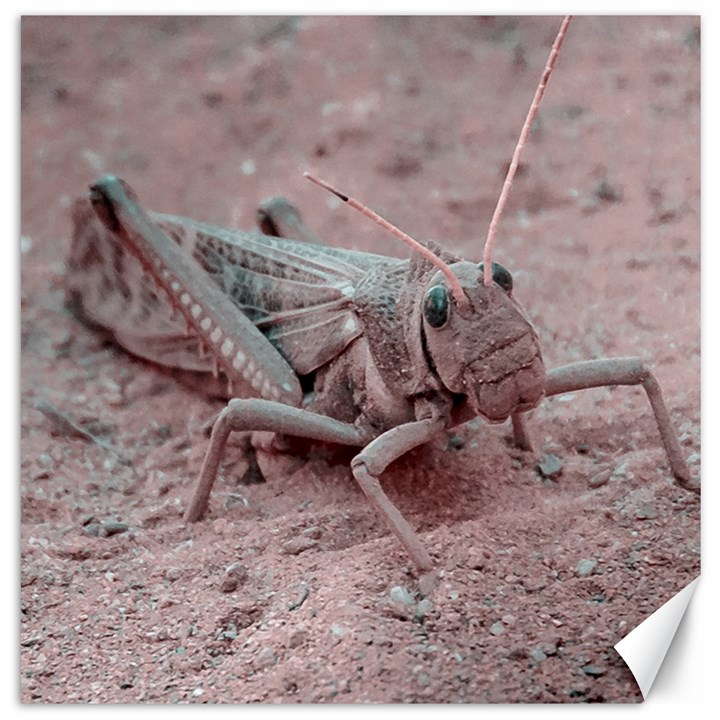 Locust At Ground, Talampaya National Park, La Rioja, Argentina Canvas 12  x 12 