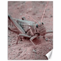 Locust At Ground, Talampaya National Park, La Rioja, Argentina Canvas 18  X 24  by dflcprintsclothing