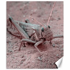 Locust At Ground, Talampaya National Park, La Rioja, Argentina Canvas 20  X 24  by dflcprintsclothing