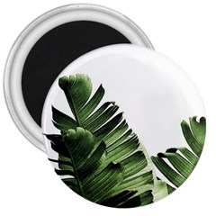 Green Banana Leaves 3  Magnets by goljakoff