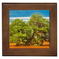 Carob Tree, Talampaya National Park, La Rioja, Argentina Framed Tile by dflcprintsclothing