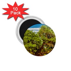 Carob Tree, Talampaya National Park, La Rioja, Argentina 1 75  Magnets (10 Pack)  by dflcprintsclothing