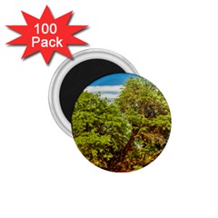 Carob Tree, Talampaya National Park, La Rioja, Argentina 1 75  Magnets (100 Pack)  by dflcprintsclothing