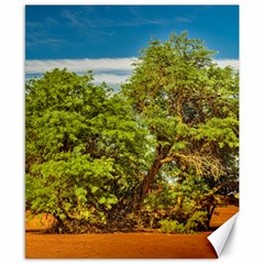 Carob Tree, Talampaya National Park, La Rioja, Argentina Canvas 8  X 10  by dflcprintsclothing