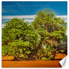 Carob Tree, Talampaya National Park, La Rioja, Argentina Canvas 12  X 12  by dflcprintsclothing