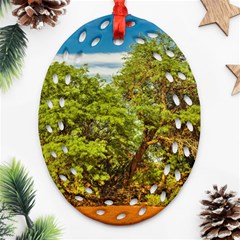 Carob Tree, Talampaya National Park, La Rioja, Argentina Ornament (oval Filigree) by dflcprintsclothing