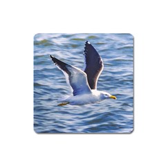 Seagull Flying Over Sea, Montevideo, Uruguay Square Magnet