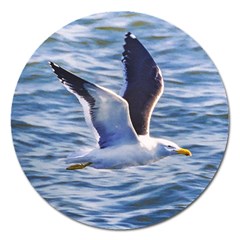 Seagull Flying Over Sea, Montevideo, Uruguay Magnet 5  (round) by dflcprintsclothing