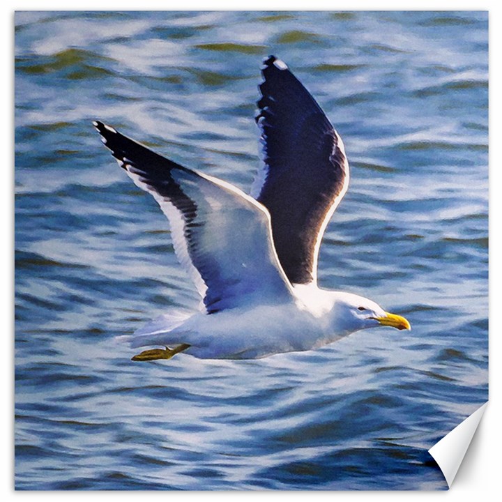 Seagull Flying Over Sea, Montevideo, Uruguay Canvas 16  x 16 