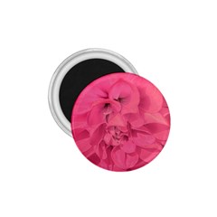 Beauty Pink Rose Detail Photo 1 75  Magnets by dflcprintsclothing