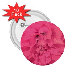 Beauty Pink Rose Detail Photo 2 25  Buttons (10 Pack)  by dflcprintsclothing