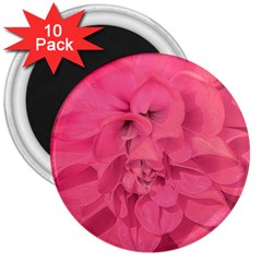 Beauty Pink Rose Detail Photo 3  Magnets (10 Pack)  by dflcprintsclothing