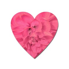 Beauty Pink Rose Detail Photo Heart Magnet by dflcprintsclothing