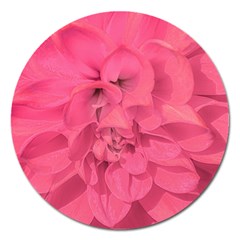 Beauty Pink Rose Detail Photo Magnet 5  (round) by dflcprintsclothing