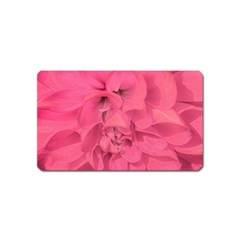 Beauty Pink Rose Detail Photo Magnet (name Card) by dflcprintsclothing