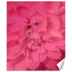 Beauty Pink Rose Detail Photo Canvas 8  X 10  by dflcprintsclothing