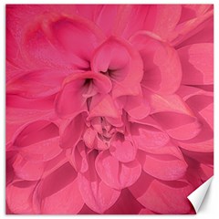 Beauty Pink Rose Detail Photo Canvas 12  X 12  by dflcprintsclothing