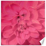 Beauty Pink Rose Detail Photo Canvas 20  x 20  19 x19.27  Canvas - 1