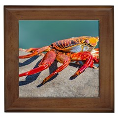 Colored Crab, Galapagos Island, Ecuador Framed Tile