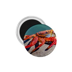 Colored Crab, Galapagos Island, Ecuador 1 75  Magnets by dflcprintsclothing