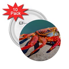 Colored Crab, Galapagos Island, Ecuador 2 25  Buttons (10 Pack)  by dflcprintsclothing