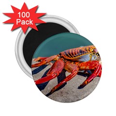 Colored Crab, Galapagos Island, Ecuador 2 25  Magnets (100 Pack)  by dflcprintsclothing