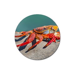 Colored Crab, Galapagos Island, Ecuador Magnet 3  (round) by dflcprintsclothing