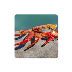 Colored Crab, Galapagos Island, Ecuador Square Magnet by dflcprintsclothing