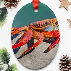 Colored Crab, Galapagos Island, Ecuador Oval Ornament (two Sides) by dflcprintsclothing