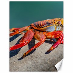 Colored Crab, Galapagos Island, Ecuador Canvas 18  X 24  by dflcprintsclothing