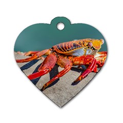 Colored Crab, Galapagos Island, Ecuador Dog Tag Heart (two Sides)