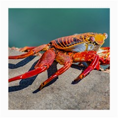 Colored Crab, Galapagos Island, Ecuador Medium Glasses Cloth (2 Sides) by dflcprintsclothing