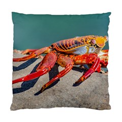 Colored Crab, Galapagos Island, Ecuador Standard Cushion Case (one Side) by dflcprintsclothing