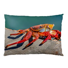 Colored Crab, Galapagos Island, Ecuador Pillow Case by dflcprintsclothing