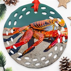 Colored Crab, Galapagos Island, Ecuador Round Filigree Ornament (two Sides) by dflcprintsclothing