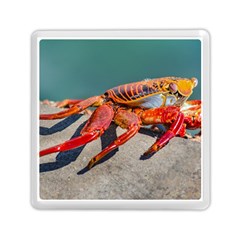 Colored Crab, Galapagos Island, Ecuador Memory Card Reader (square)