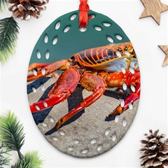 Colored Crab, Galapagos Island, Ecuador Oval Filigree Ornament (two Sides) by dflcprintsclothing