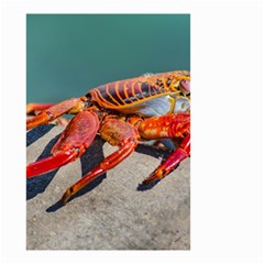 Colored Crab, Galapagos Island, Ecuador Small Garden Flag (two Sides) by dflcprintsclothing