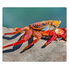 Colored Crab, Galapagos Island, Ecuador Double Sided Flano Blanket (small)  by dflcprintsclothing