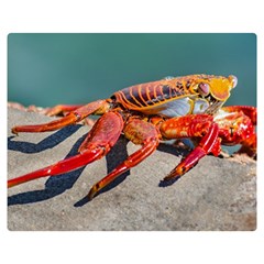 Colored Crab, Galapagos Island, Ecuador Double Sided Flano Blanket (medium)  by dflcprintsclothing