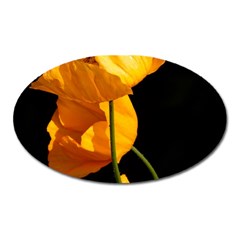 Yellow Poppies Oval Magnet by Audy